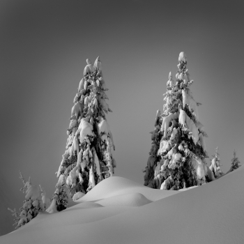 Cotton Snow