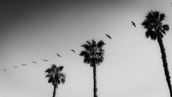 Fly away