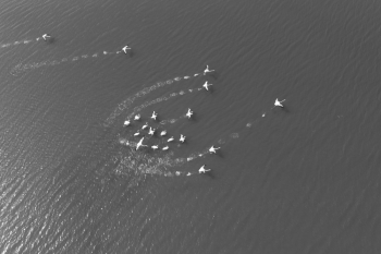flamingos