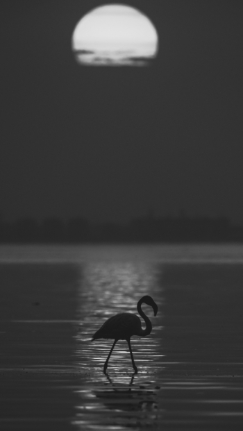 flamingo and sunset