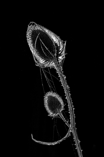 Teasel