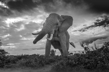 Elephants at Amboseli National Park