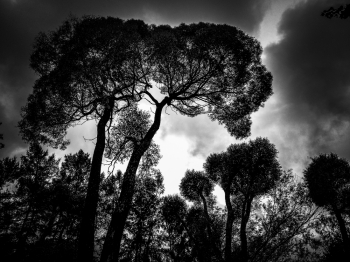 Trees vs clouds