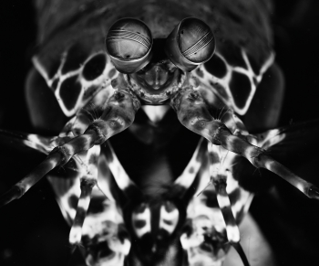 Peacock Mantis Shrimp