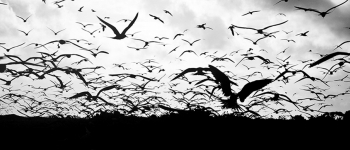 For The Birds
