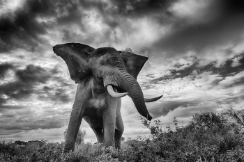 Tusker playing with dust at Amboseli National Park!