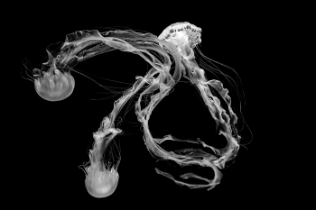 Ghosts of the Ocean 