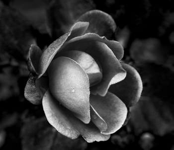 Melancolic Roses