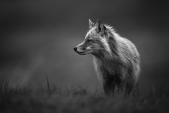 Solitude