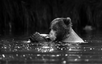 Bear Necessities 