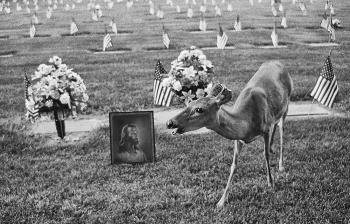 Deer Jesus