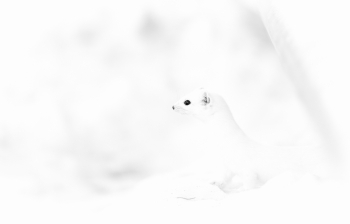 Winter White