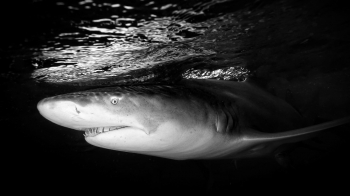 Beneath the surface