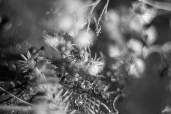 Macro Still Life