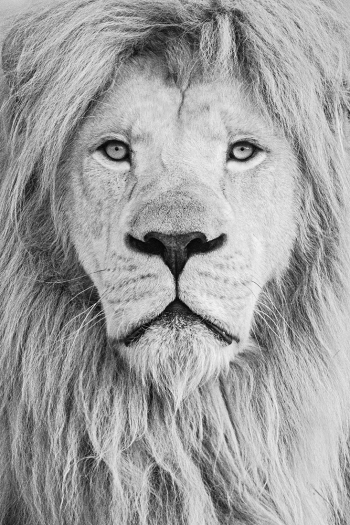 Portrait of white lion