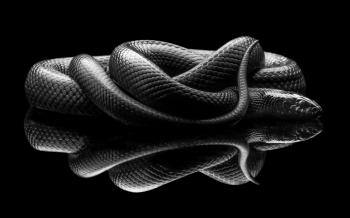 Mexican Black King Snake 1