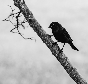 Black bird