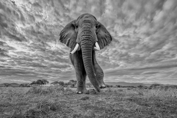 Pride Of Africa 1