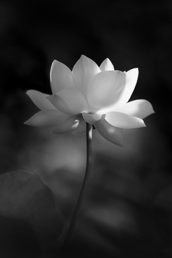 Sacred Flower