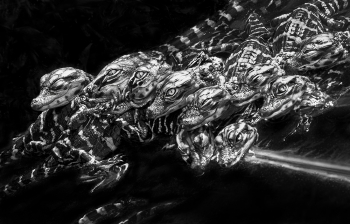Gator Babies