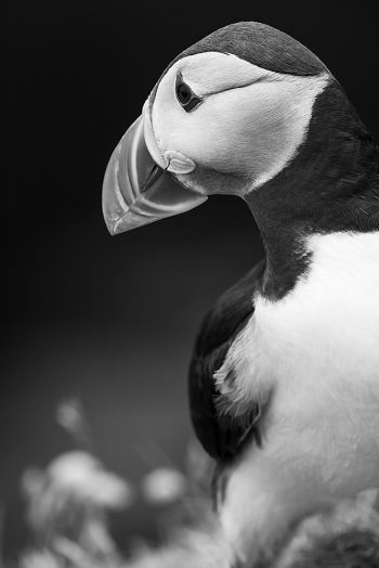 Puffin