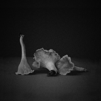 Chanterelle