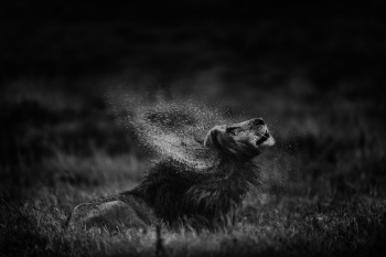 Splash Of Scar