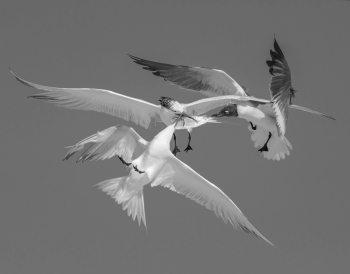 3 BIRDS, 1 FISH