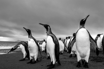 King Penguins