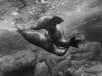 Underwater Ballet