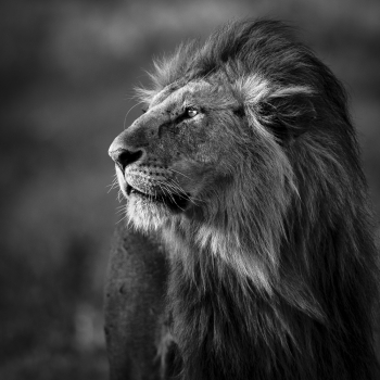 The King of the River