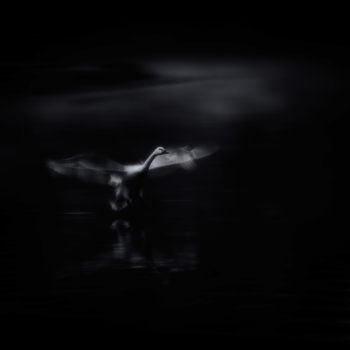 Swan Flying Down