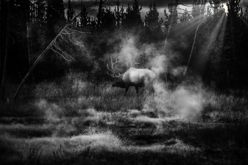 Yellowstone Elk