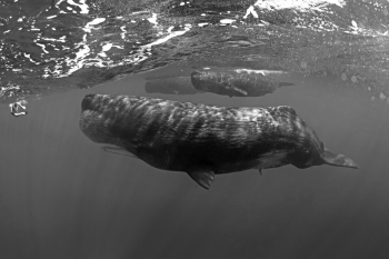 Interaction with a sperm whale