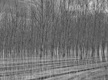 Hypnotic poplars #2