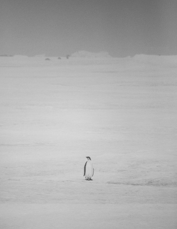 Young Emperor Penguin