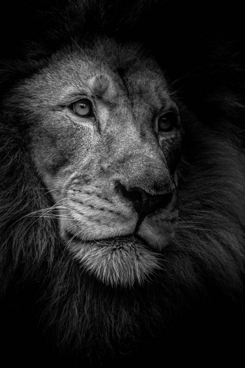Male Lion Portrait