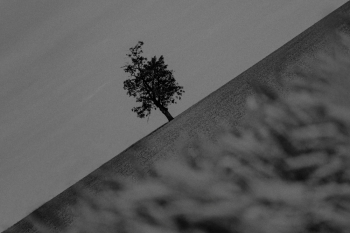 Tree in the cornfield