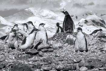 Waddle of Chicks