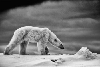 On the Hunt