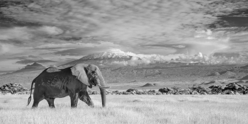 Two Giants...