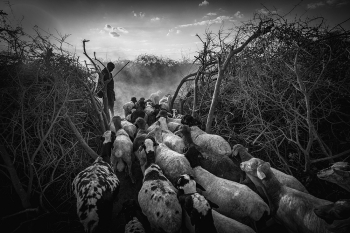 Masai Goat Herder