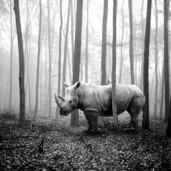 tierwald