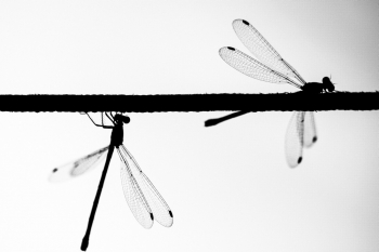 Nature sap 