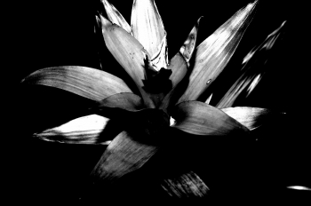 Bromelia Structures