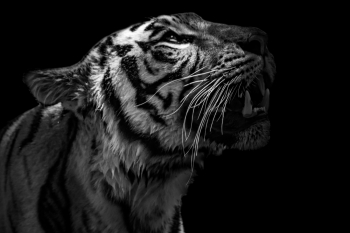 Eye of the Tiger