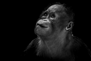 Ape Like Expressions
