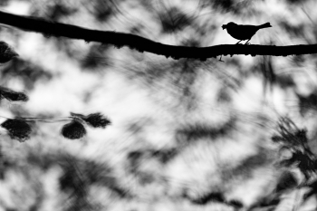 Chinese Shadow