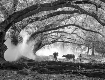 Farmer and his Buffalo