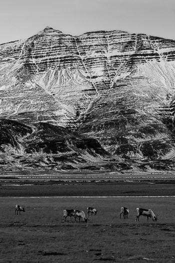 Iceland reindeer